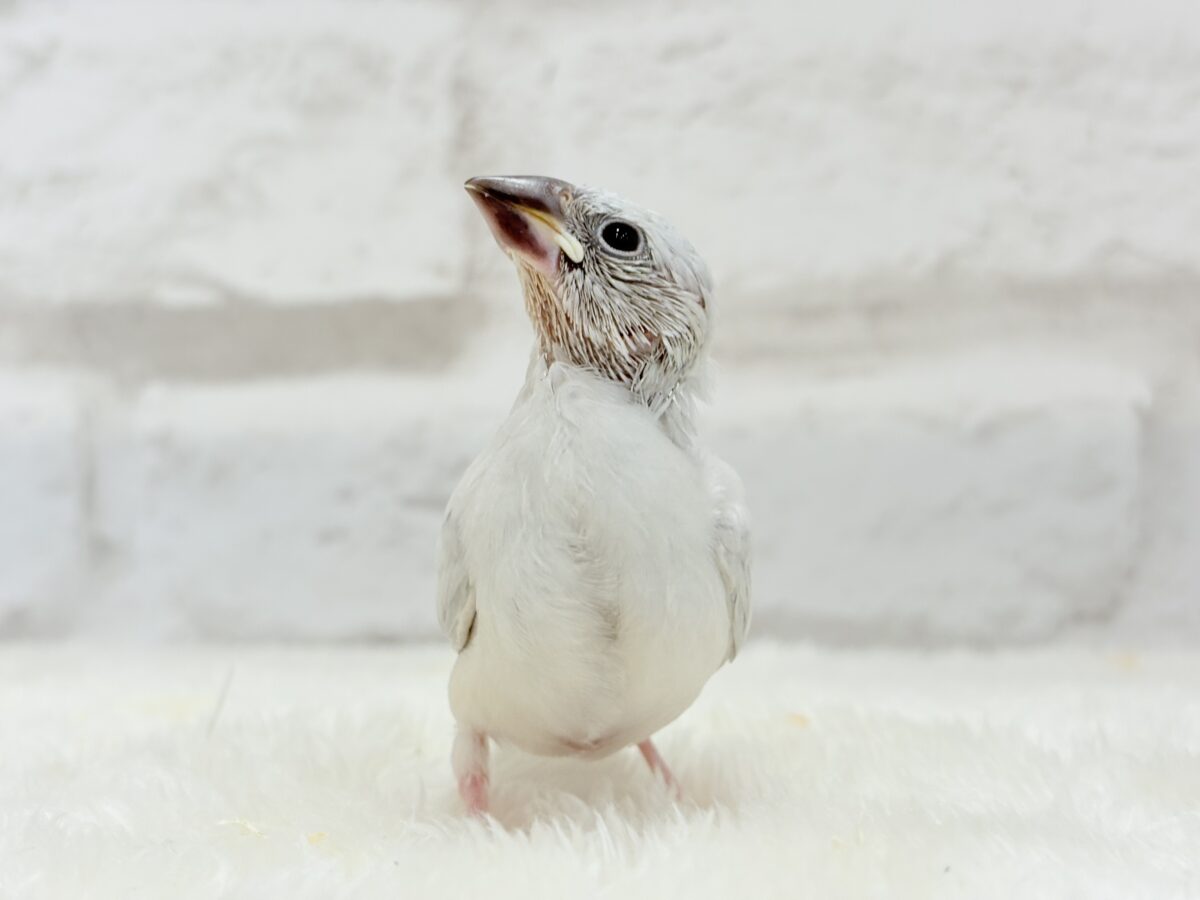 シルバー文鳥