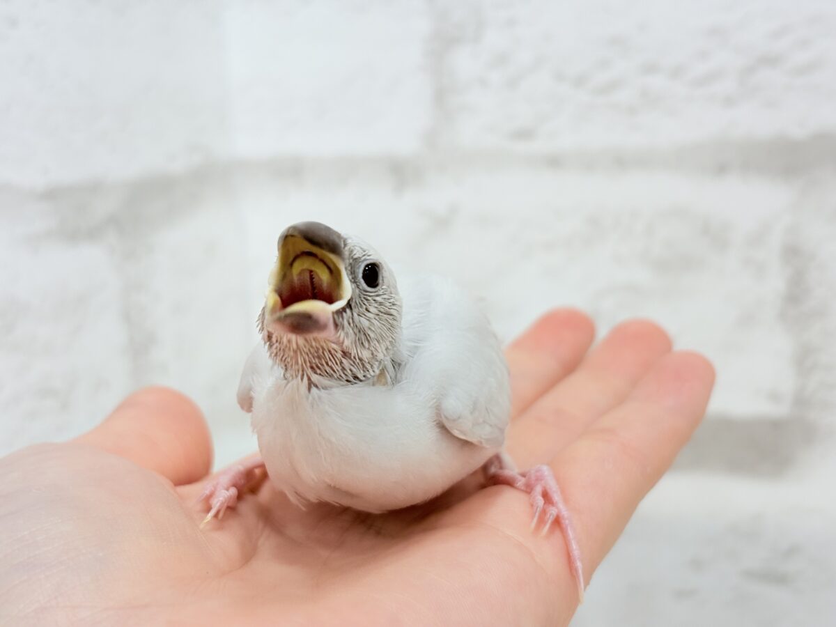 シルバー文鳥
