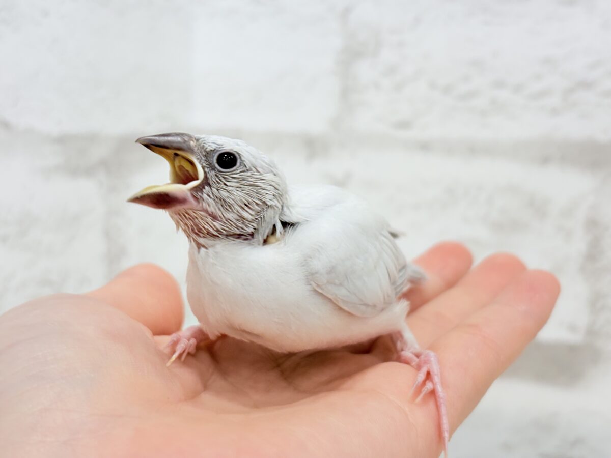 シルバー文鳥