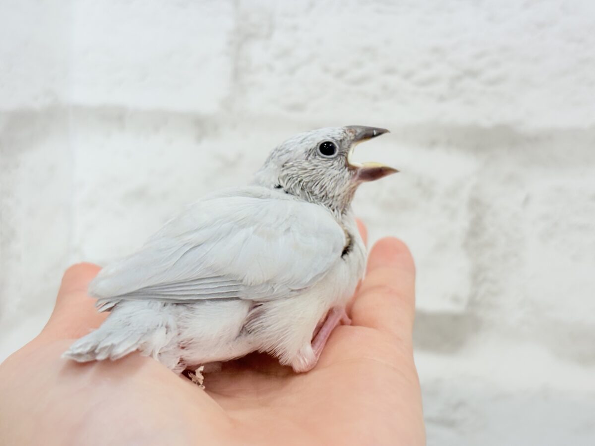 シルバー文鳥