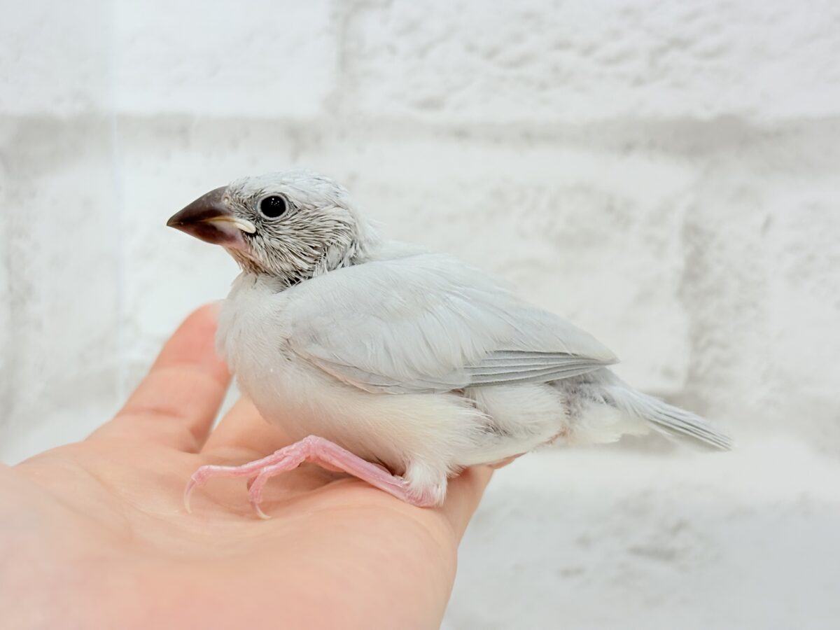 シルバー文鳥