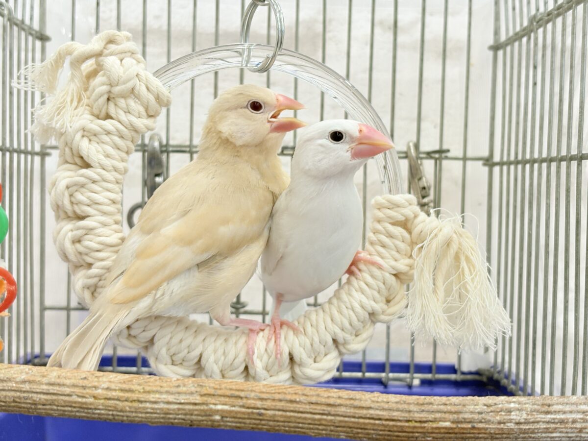 【最新画像更新🪄】真っ白ホワイト大福ちゃん🐣🍡白文鳥 ヒナ 白文鳥