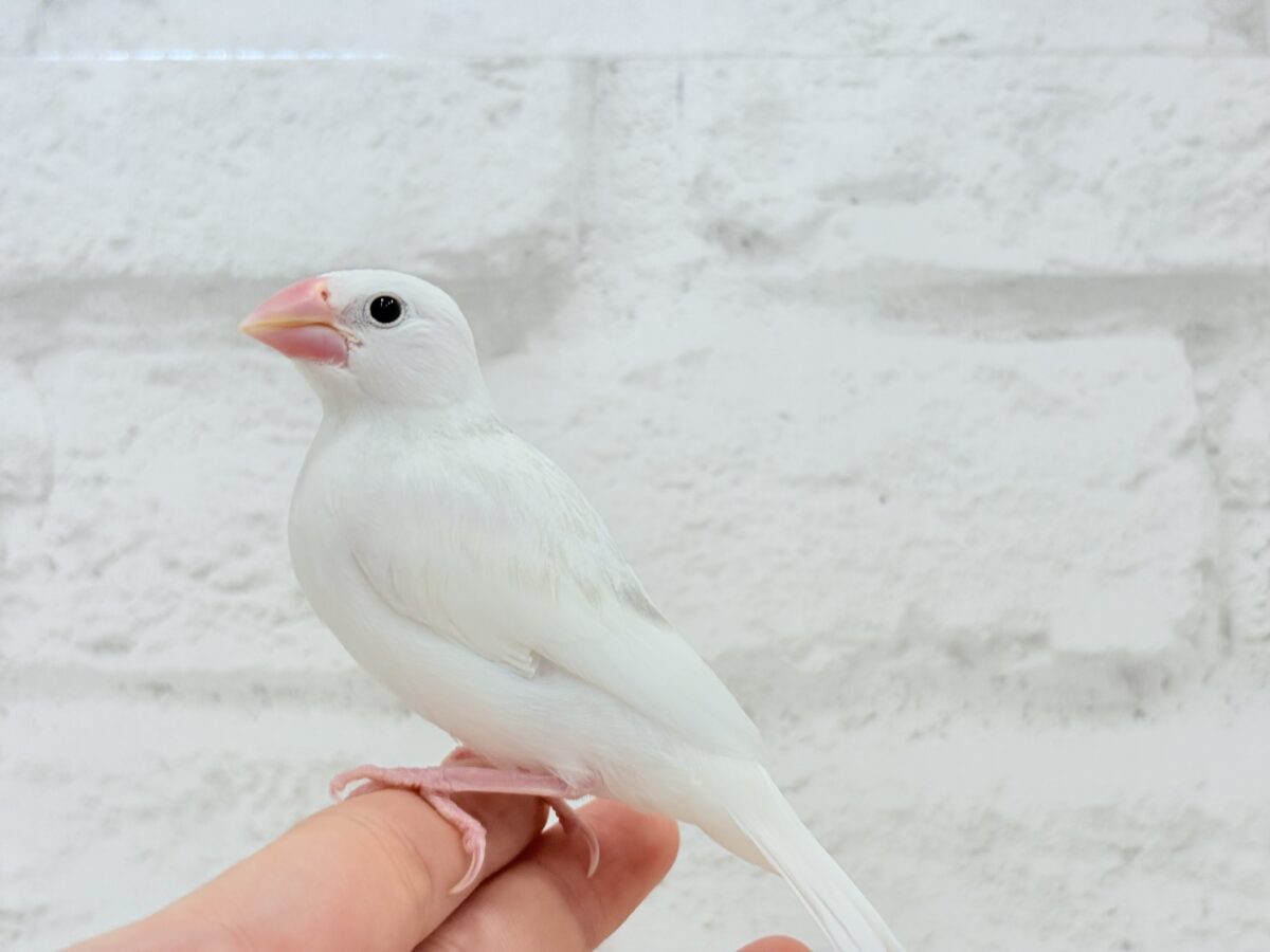 【最新画像更新🪄】真っ白ホワイト大福ちゃん🐣🍡白文鳥 ヒナ 白文鳥