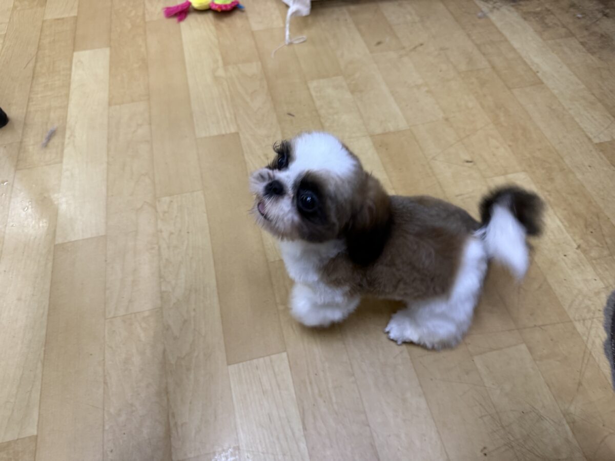 可愛すぎてとろける〜🫠💗シーズーの男の子入荷しました❤️ シーズー