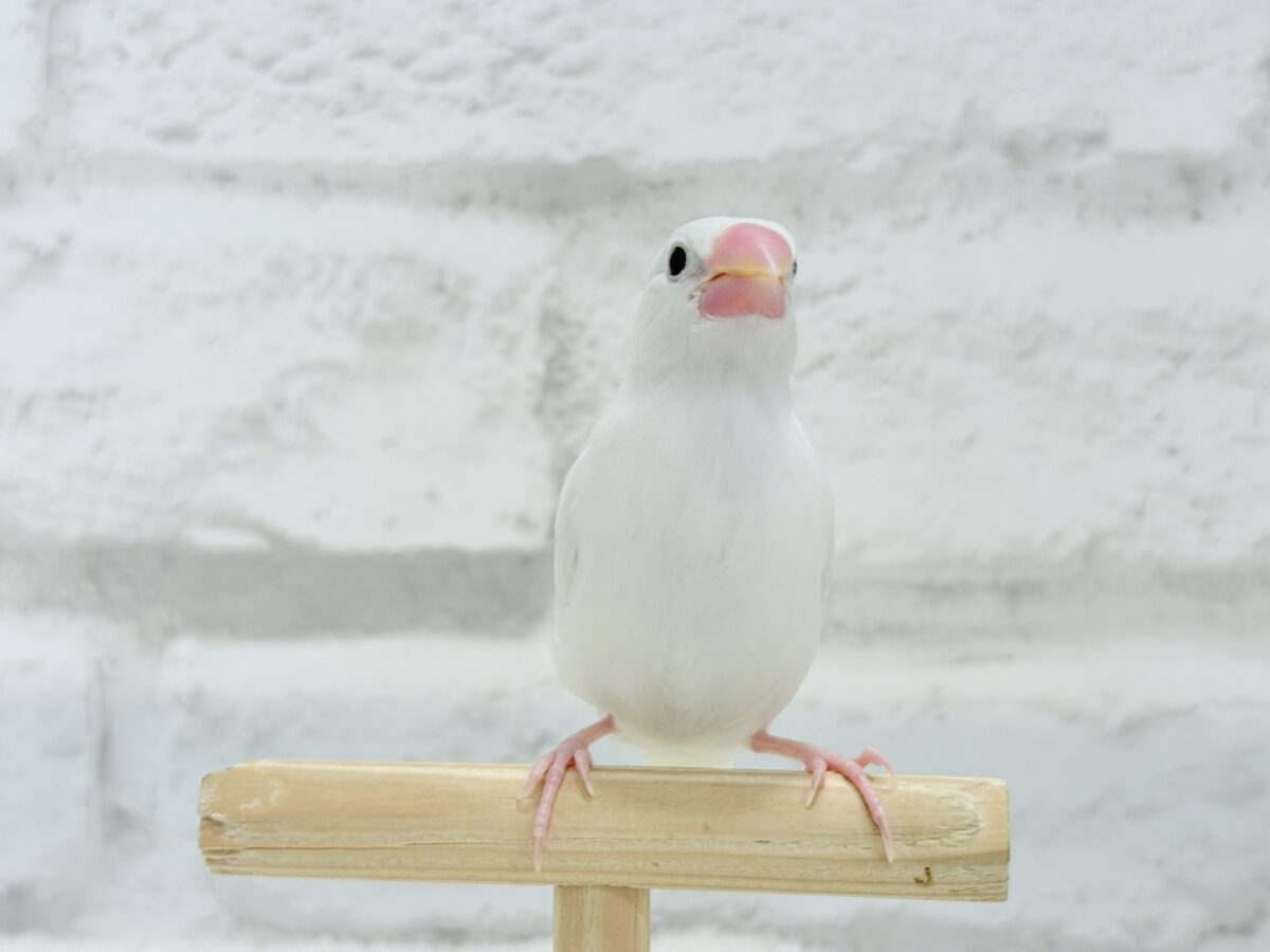 【最新画像更新🪄】真っ白ホワイト大福ちゃん🐣🍡白文鳥 ヒナ 白文鳥