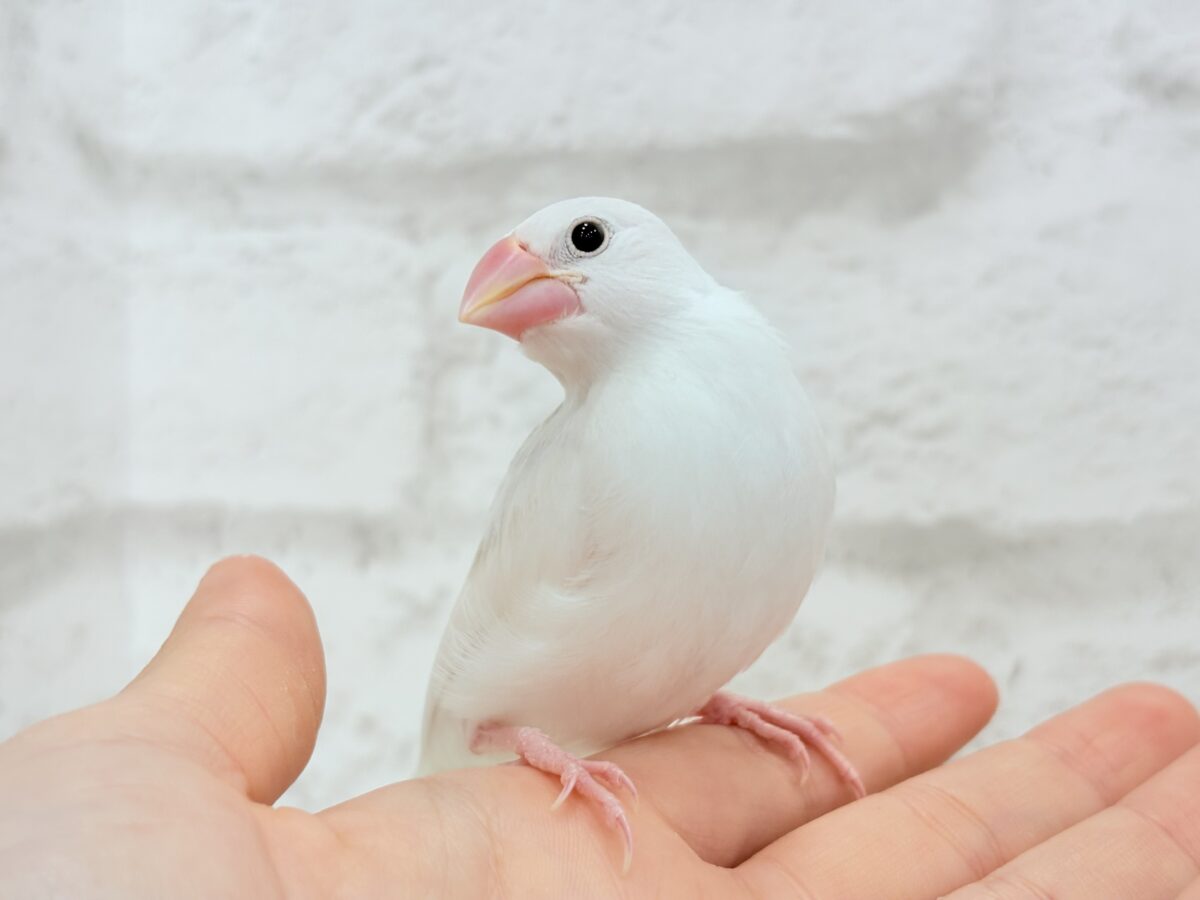 【最新画像更新🪄】真っ白ホワイト大福ちゃん🐣🍡白文鳥 ヒナ 白文鳥