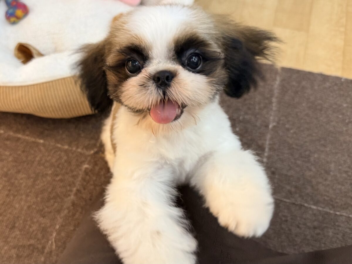 可愛すぎてとろける〜🫠💗シーズーの男の子入荷しました❤️ シーズー
