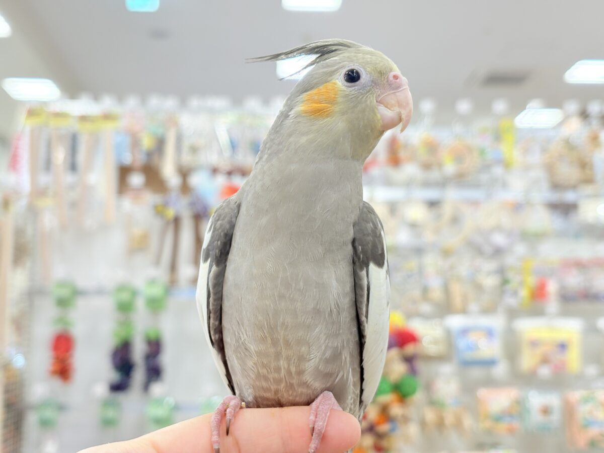 オカメインコ
