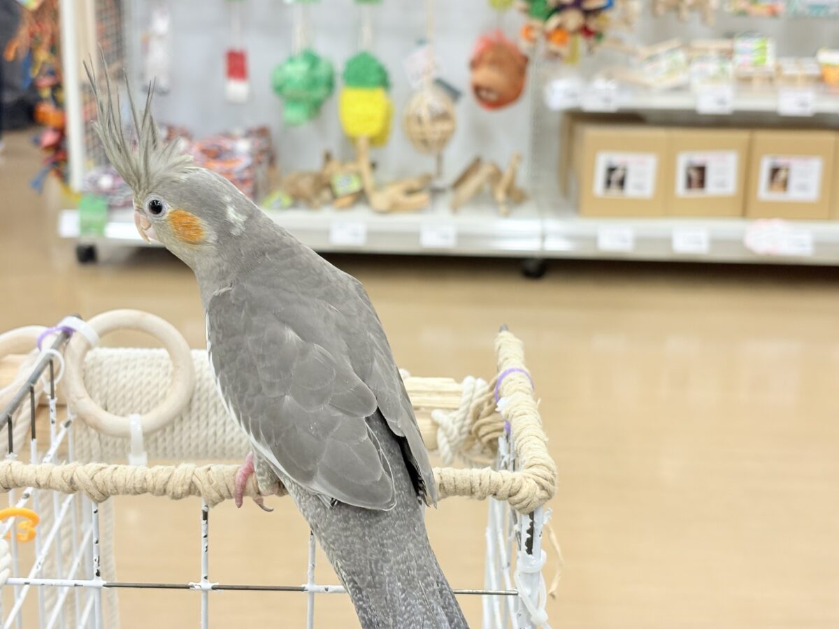 オカメインコ