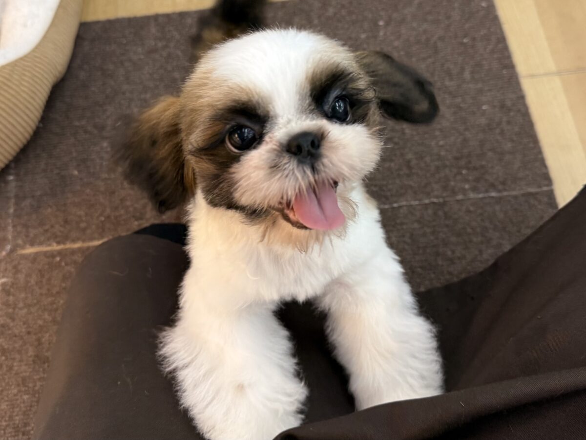 可愛すぎてとろける〜🫠💗シーズーの男の子入荷しました❤️ シーズー