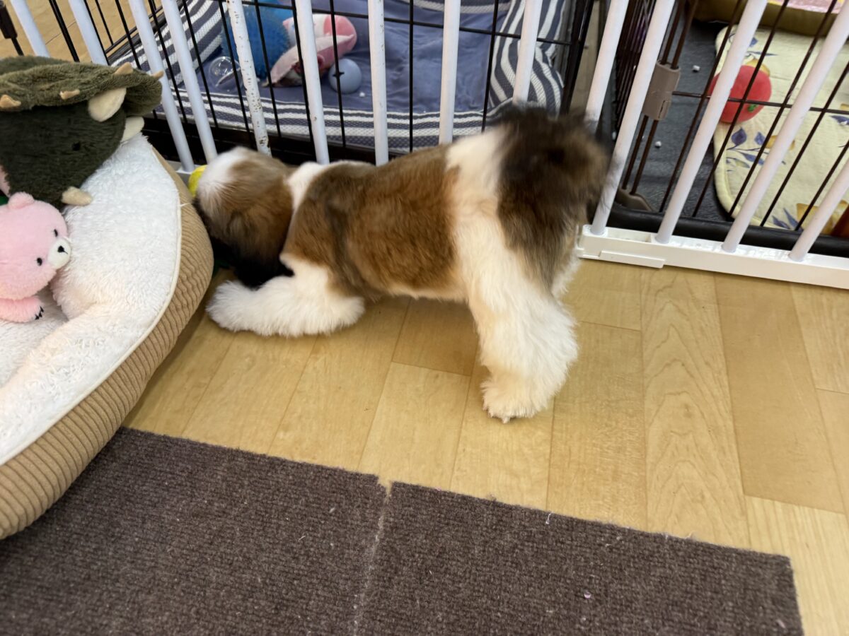可愛すぎてとろける〜🫠💗シーズーの男の子入荷しました❤️ シーズー