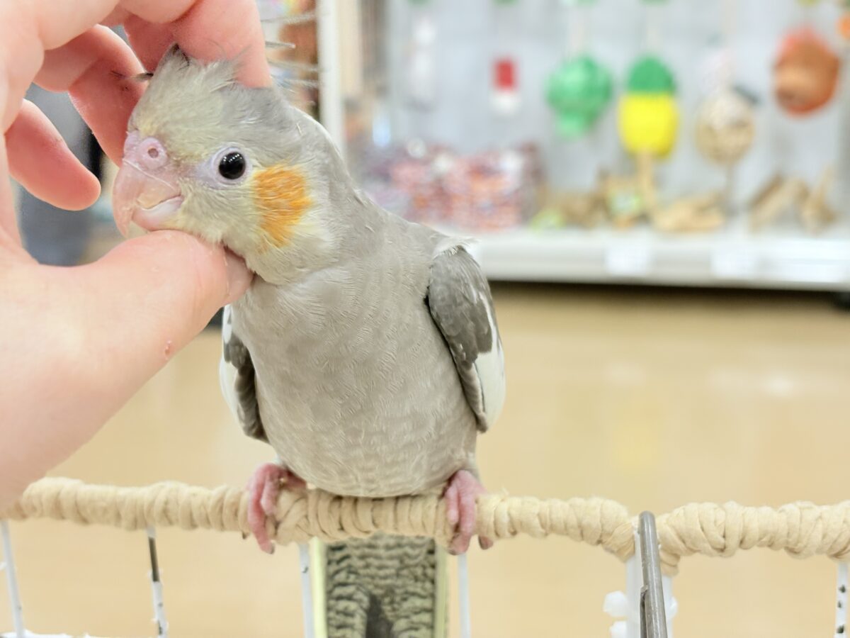 オカメインコ