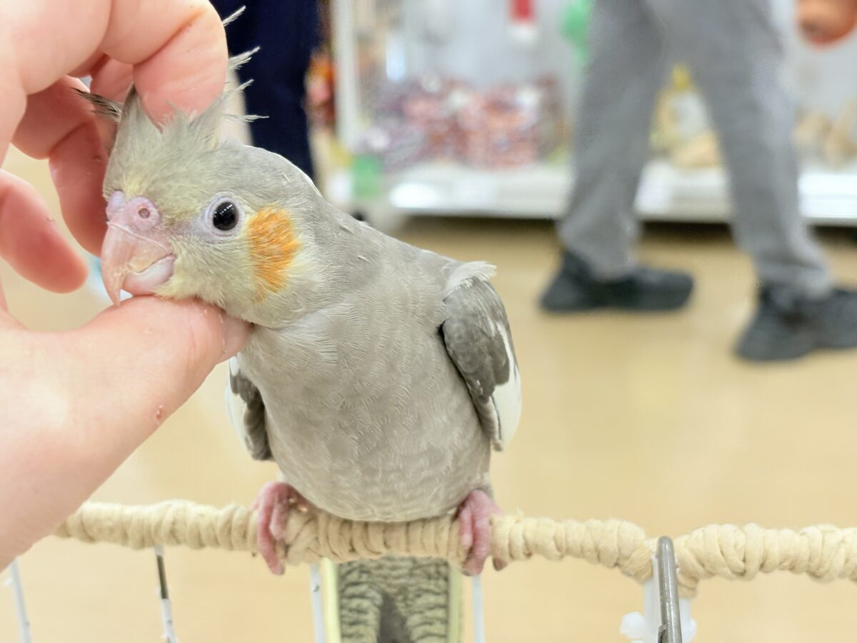 オカメインコ
