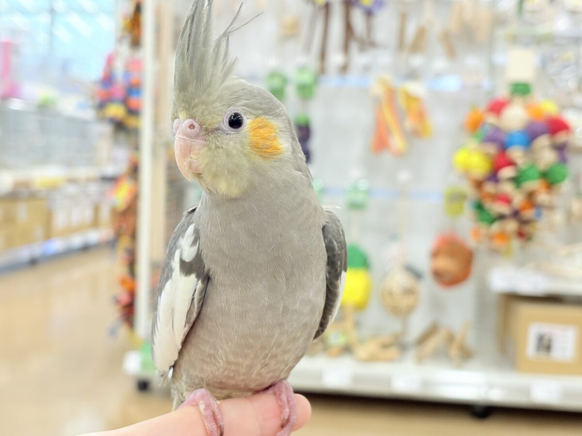 オカメインコ