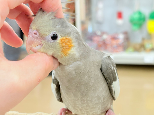 甘いマスクと力強い鳴き声~♩♩オカメインコ(ノーマル)