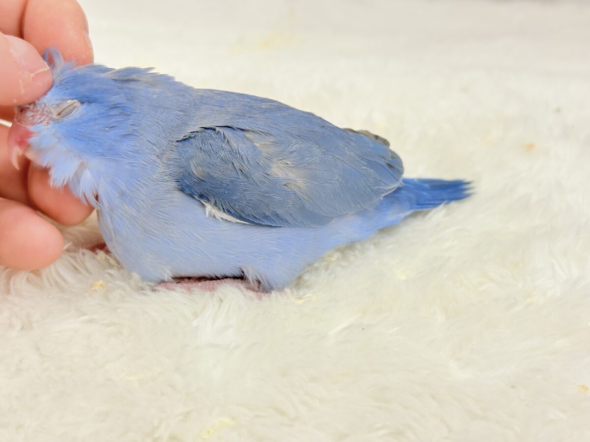 【最新画像更新🪄】食欲旺盛プリンセス🐣👑💙マメルリハ(コバルト)女の子 ヒナ マメルリハ