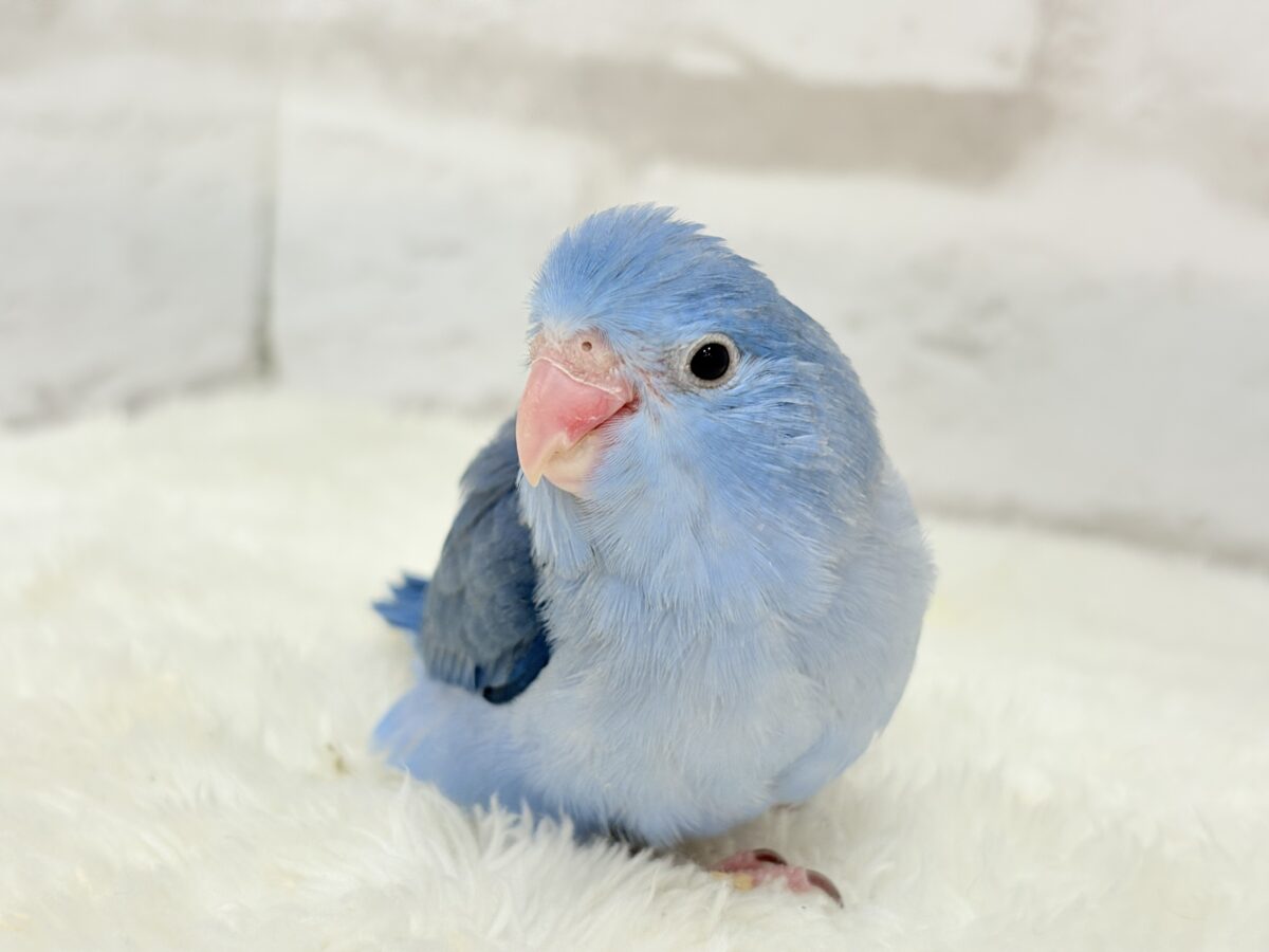 【最新画像更新🪄】食欲旺盛プリンセス🐣👑💙マメルリハ(コバルト)女の子 ヒナ マメルリハ