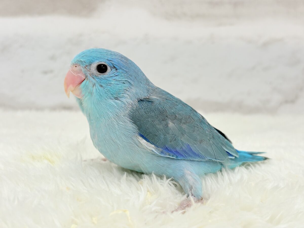 📢꙳⟡リターンズ🪄まだまだちびっ子沼にハマれるチャンス🐥✨ 説明画像です
