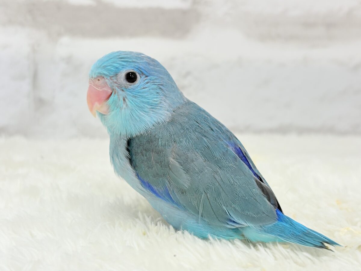 【最新画像更新🪄】美形怪獣に魅了されるゾ🐣💙マメルリハ(ブルー)男の子 ヒナ マメルリハ