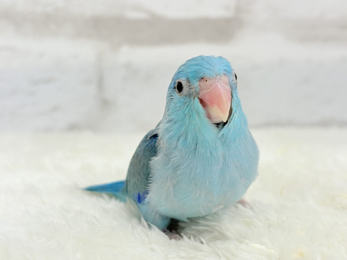 マメルリハ