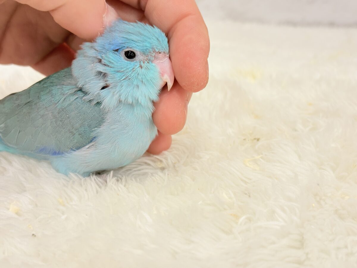 マメルリハ