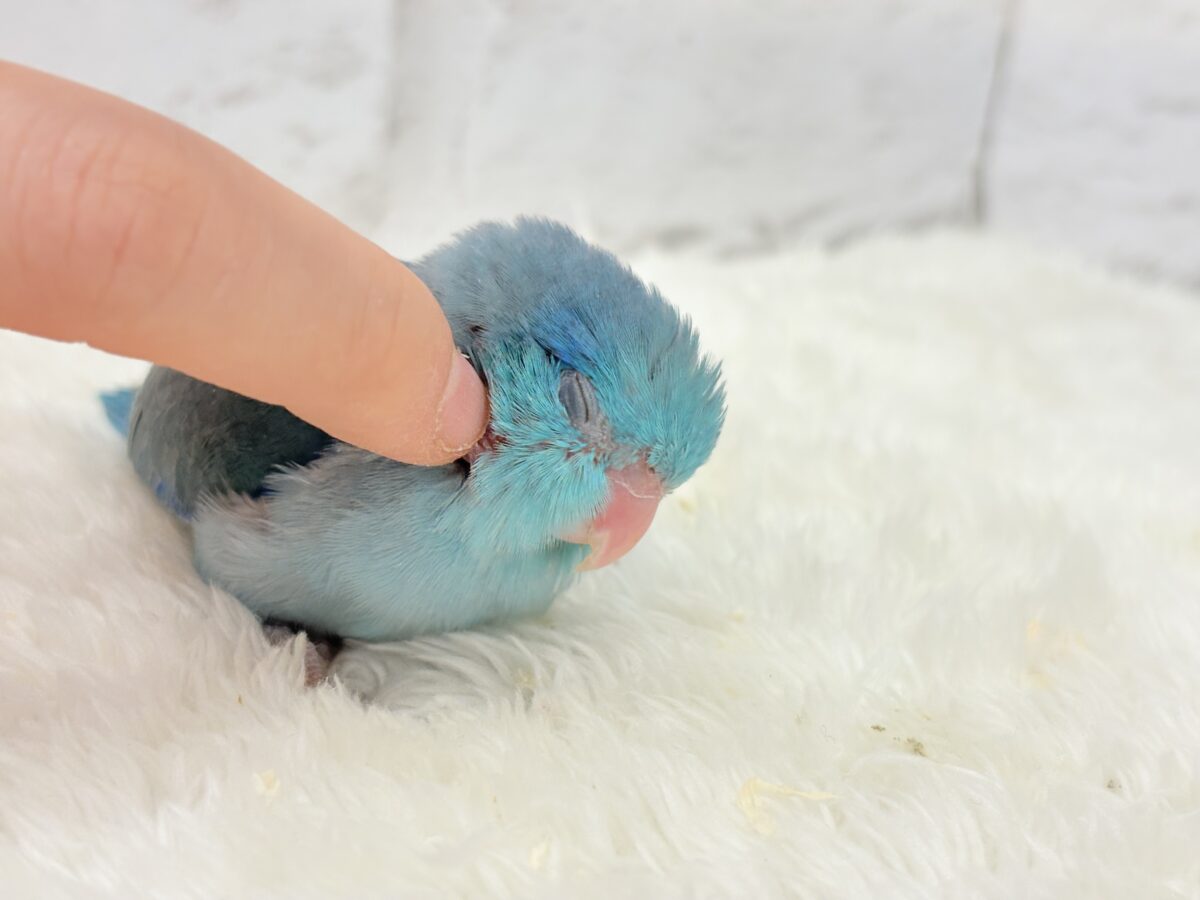 【最新画像更新🪄】美形怪獣に魅了されるゾ🐣💙マメルリハ(ブルー)男の子 ヒナ マメルリハ