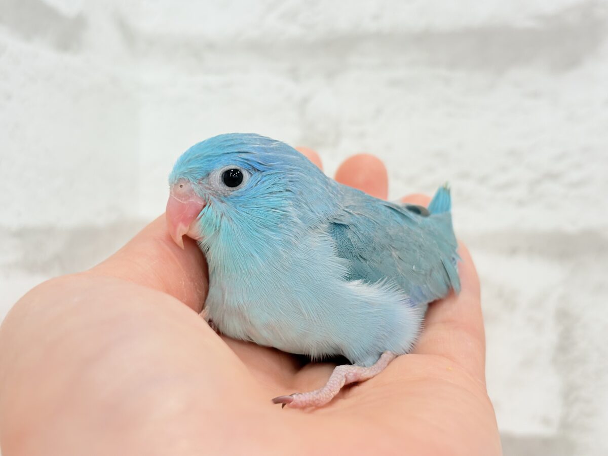【最新画像更新🪄】美形怪獣に魅了されるゾ🐣💙マメルリハ(ブルー)男の子 ヒナ マメルリハ