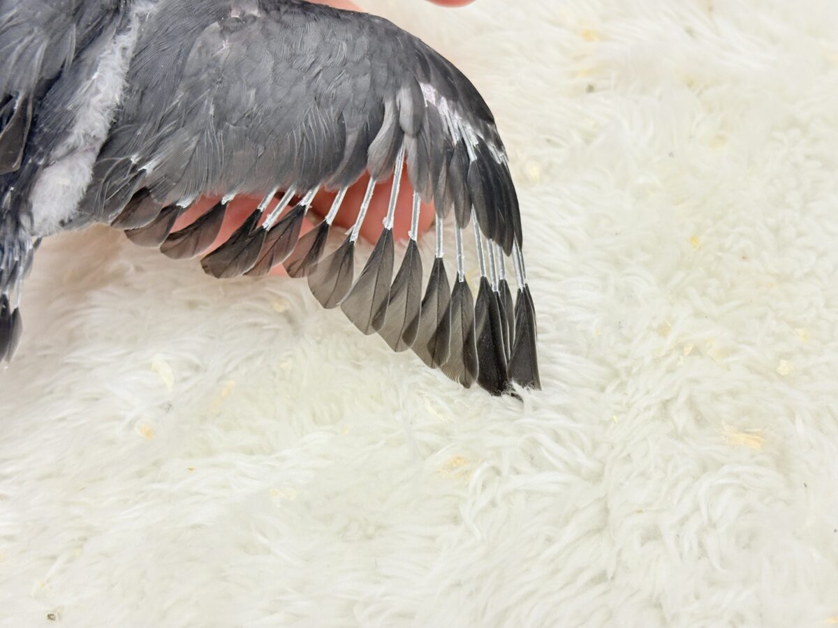 【最新画像更新🪄】羽がツクツク𖤣𖥧𖥣トンガリマメちゃん🐣🩶マメルリハ(モーブ) ヒナ マメルリハ