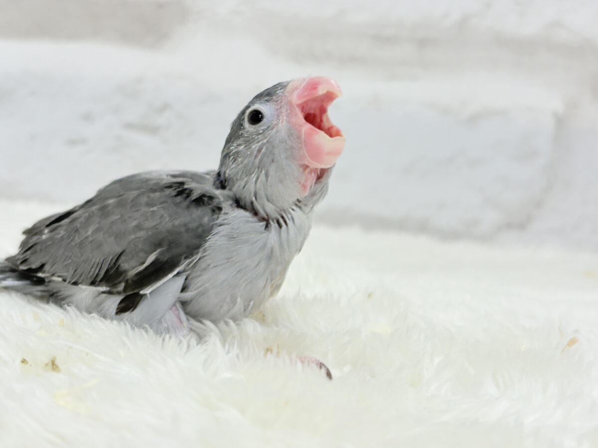 【最新画像更新🪄】羽がツクツク𖤣𖥧𖥣トンガリマメちゃん🐣🩶マメルリハ(モーブ) ヒナ マメルリハ