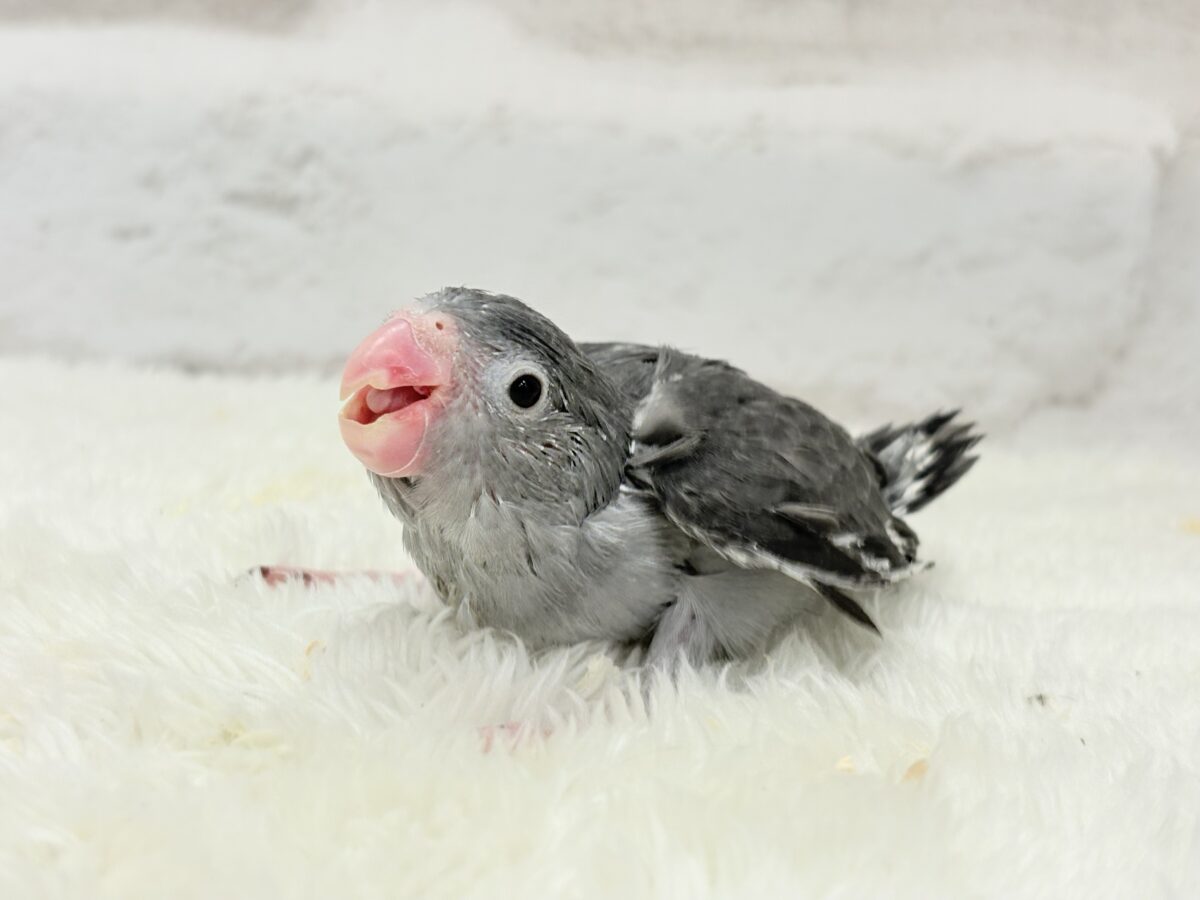 📢꙳⟡リターンズ🪄まだまだちびっ子沼にハマれるチャンス🐥✨ 説明画像です