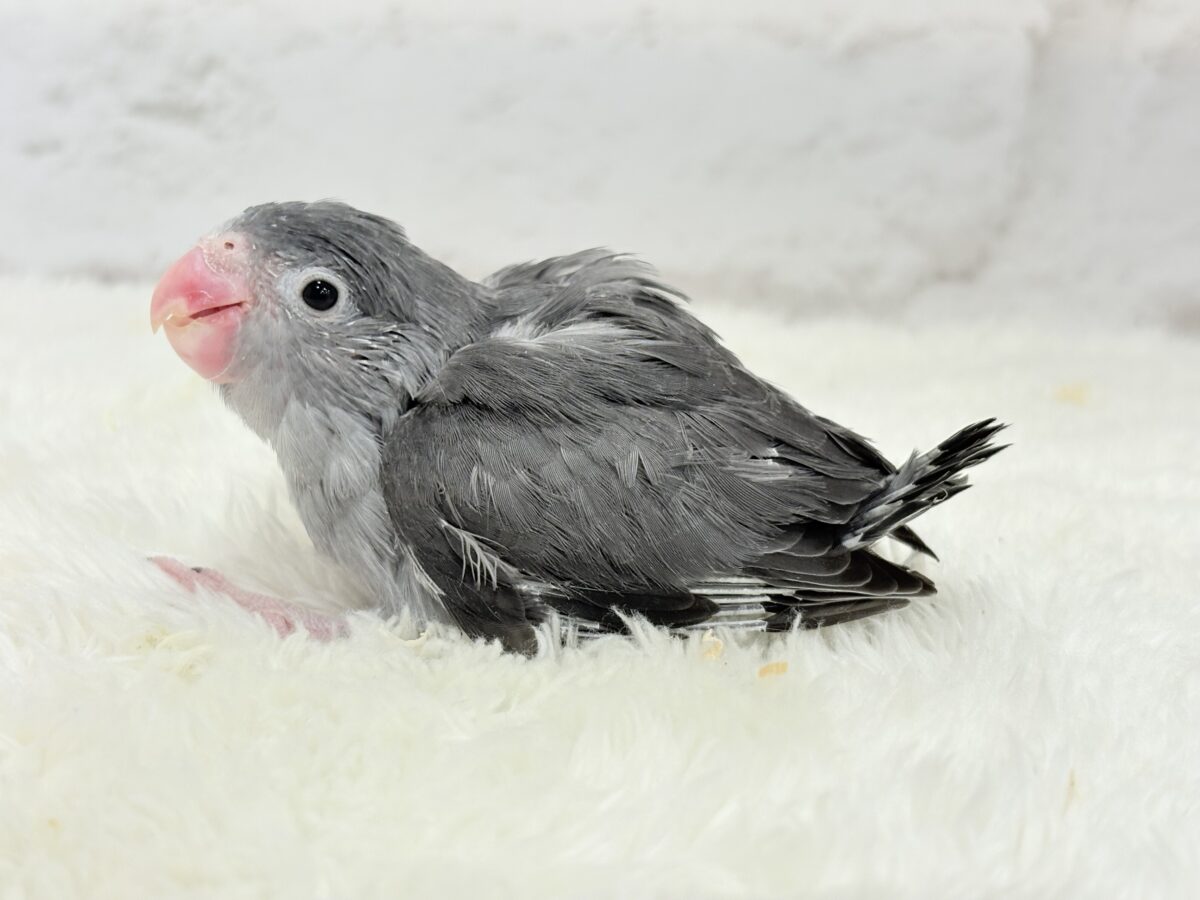 【最新画像更新🪄】羽がツクツク𖤣𖥧𖥣トンガリマメちゃん🐣🩶マメルリハ(モーブ) ヒナ マメルリハ