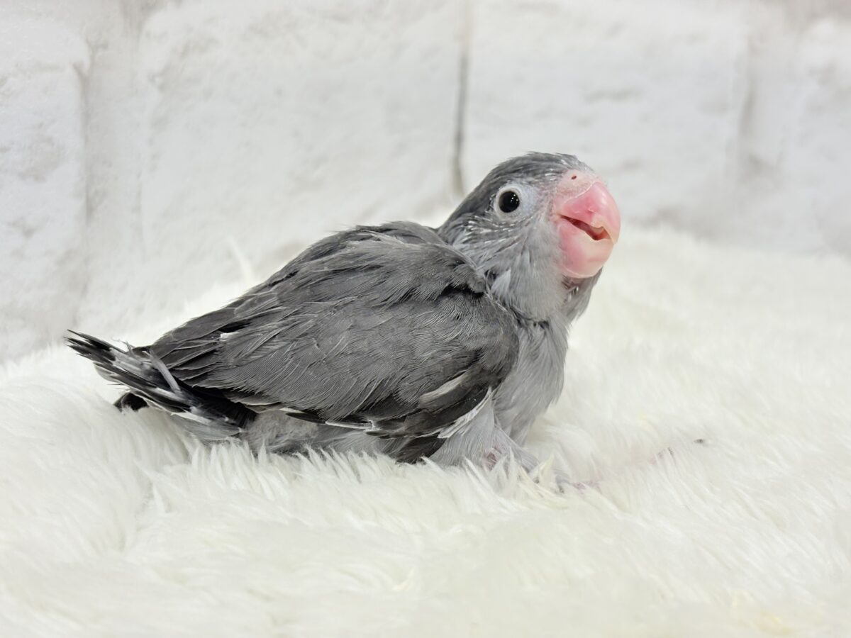 📢꙳⟡リターンズ🪄まだまだちびっ子沼にハマれるチャンス🐥✨ 説明画像です