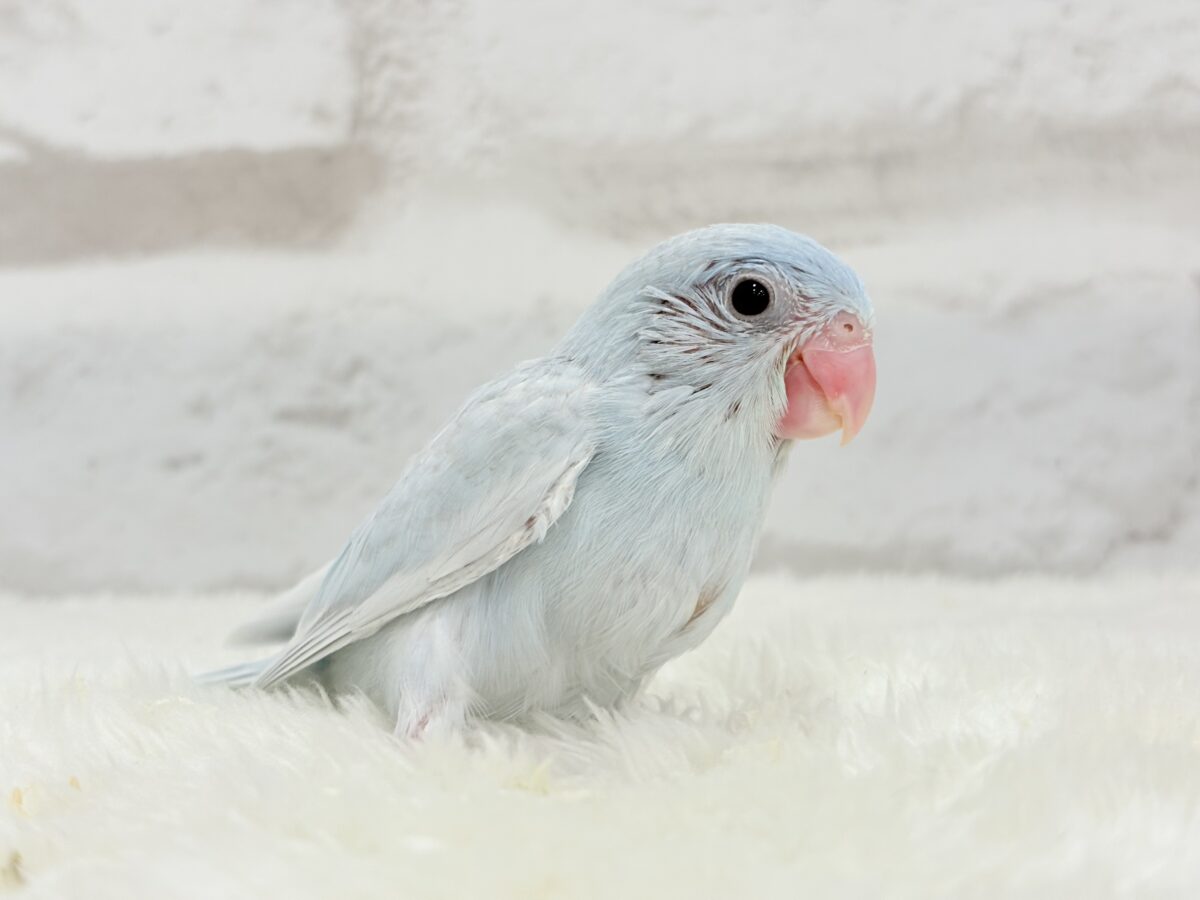 マメルリハ