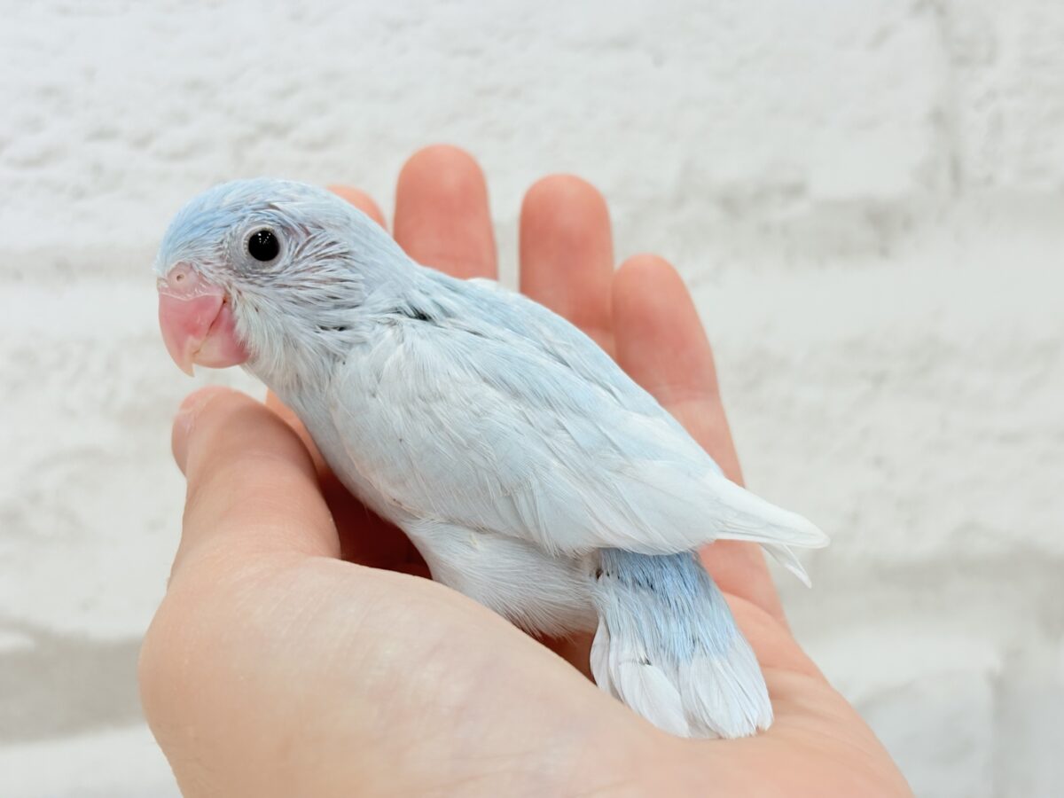 マメルリハ