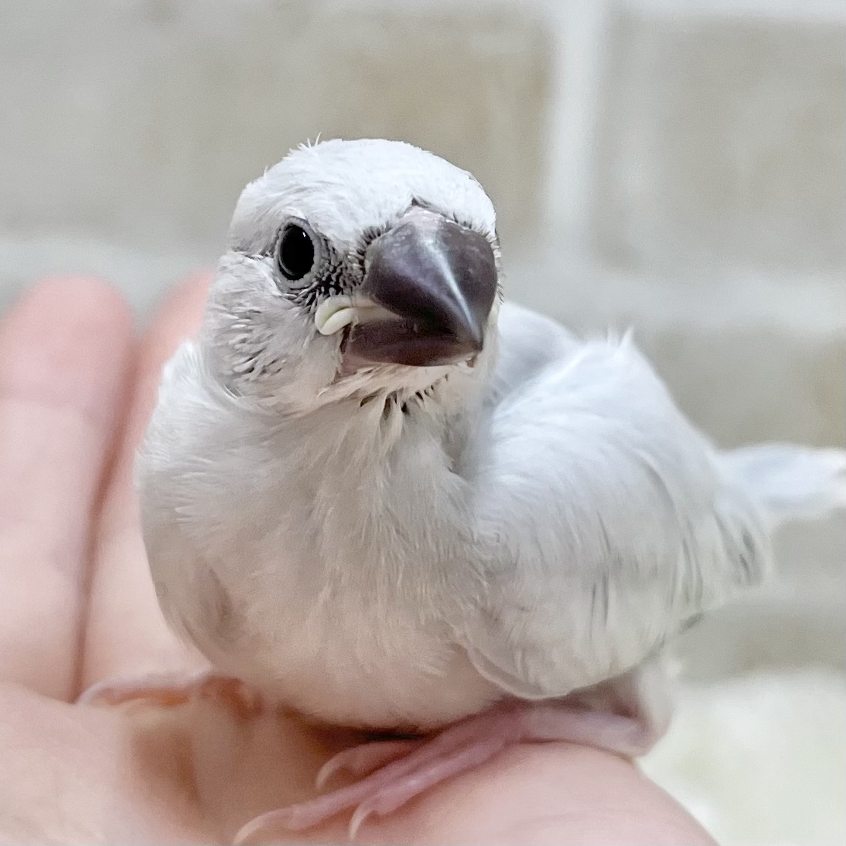 キリッとシルバー😎✨✨ シルバー文鳥 キリッとシルバー😎✨✨ シルバー文鳥