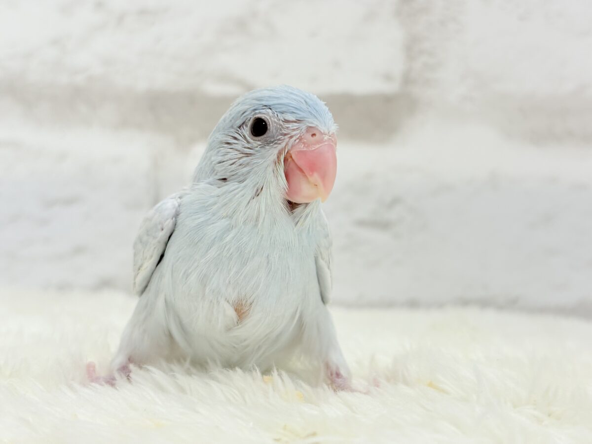マメルリハ
