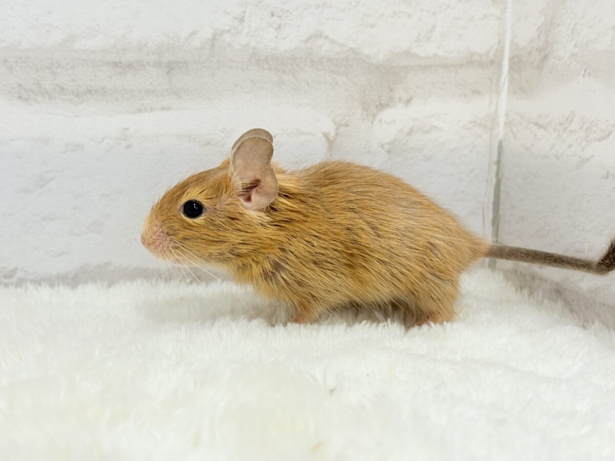 【最新画像更新🪄】濃いめの色合い🧡可愛さ爆発♬*°デグー(サンド) 男の子 デグー