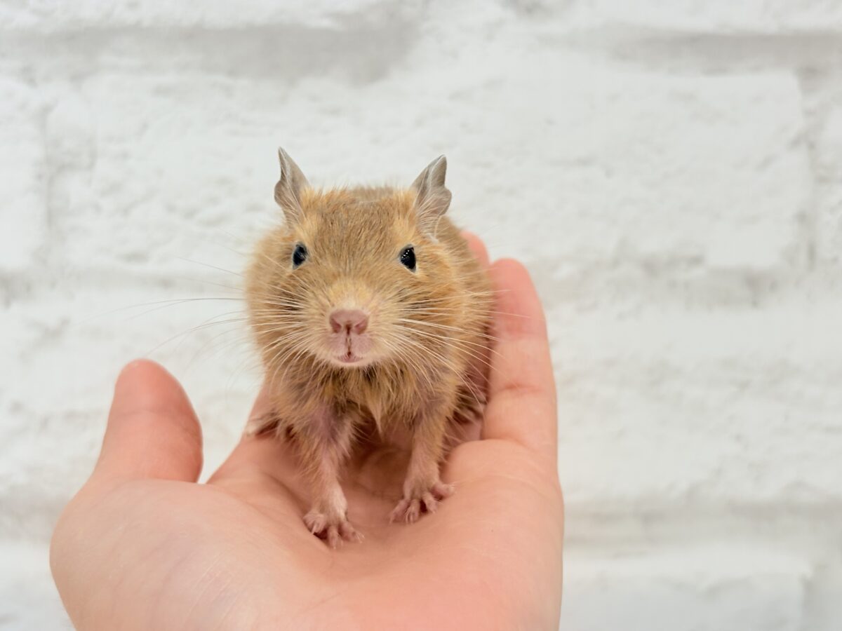【最新画像更新🪄】濃いめの色合い🧡可愛さ爆発♬*°デグー(サンド) 男の子 デグー