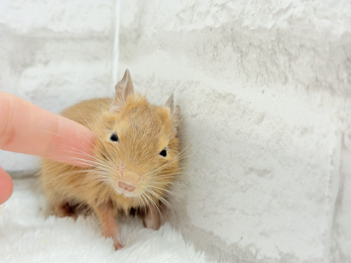 【最新画像更新🪄】濃いめの色合い🧡可愛さ爆発♬*°デグー(サンド) 男の子 デグー