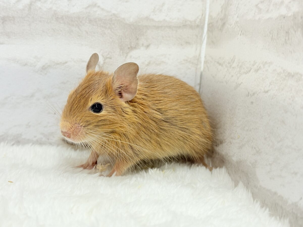 【最新画像更新🪄】濃いめの色合い🧡可愛さ爆発♬*°デグー(サンド) 男の子 デグー