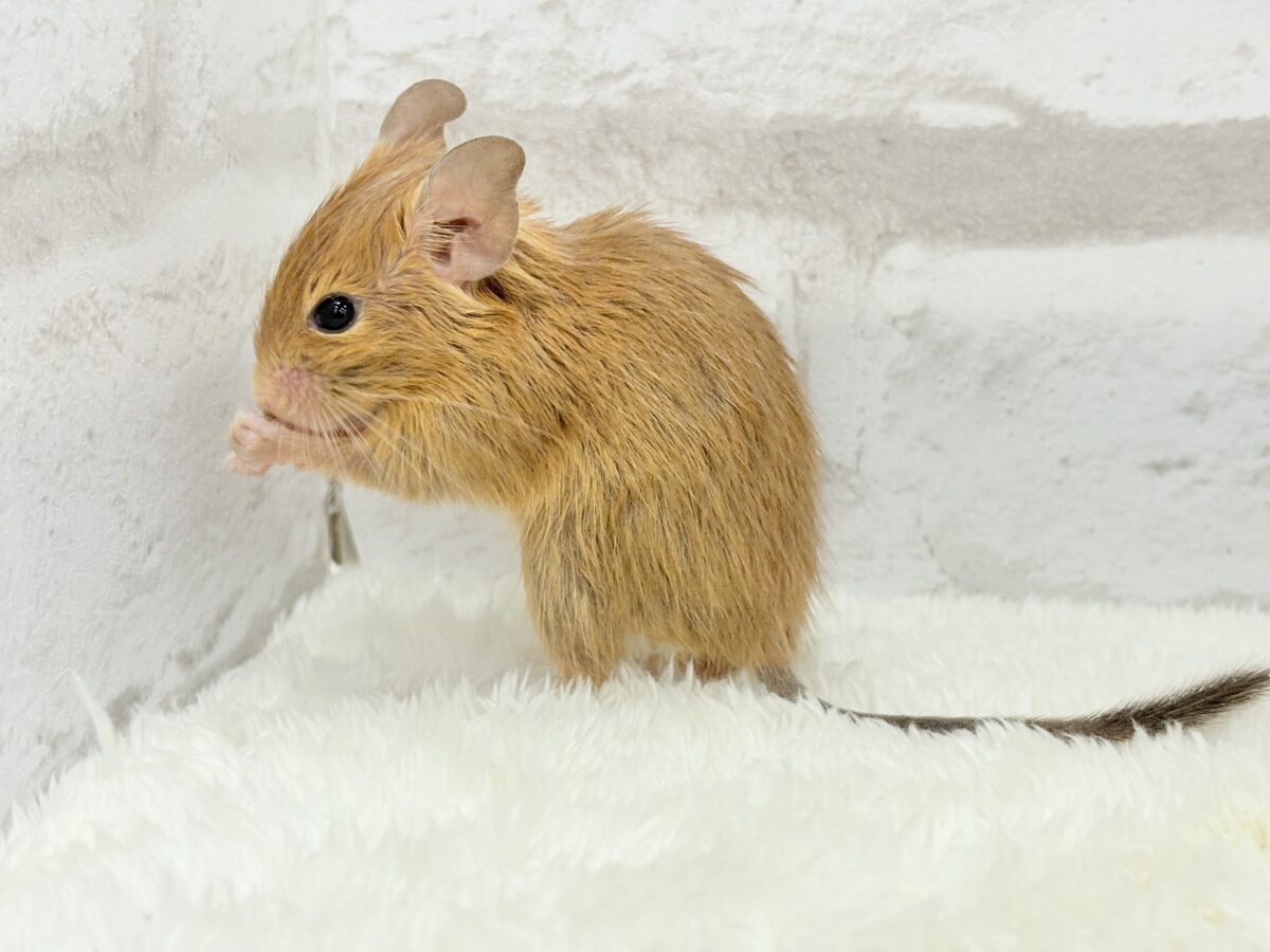【最新画像更新🪄】濃いめの色合い🧡可愛さ爆発♬*°デグー(サンド) 男の子 デグー