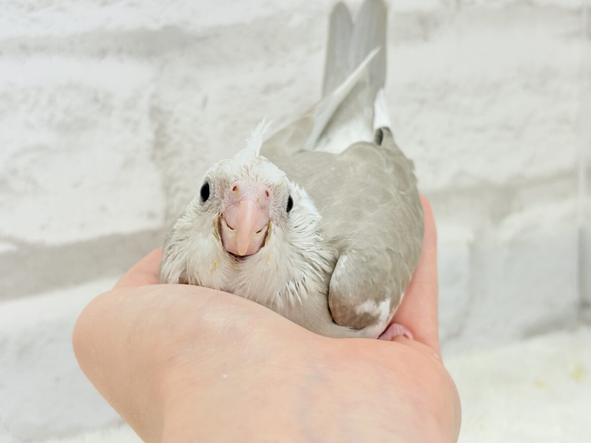 オカメインコ