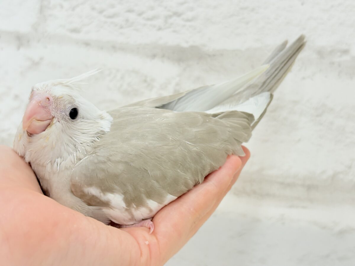 オカメインコ