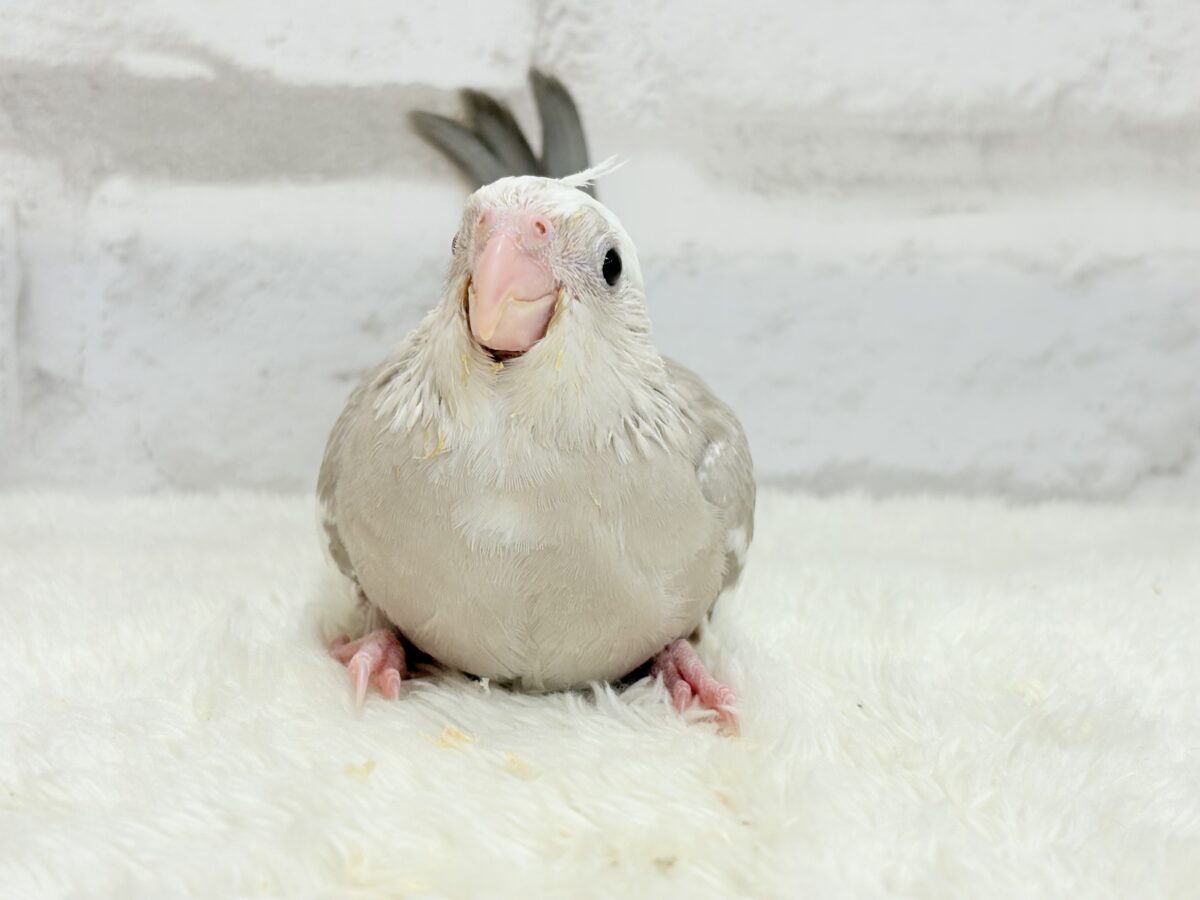 オカメインコ