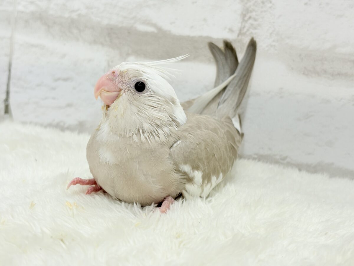 オカメインコ