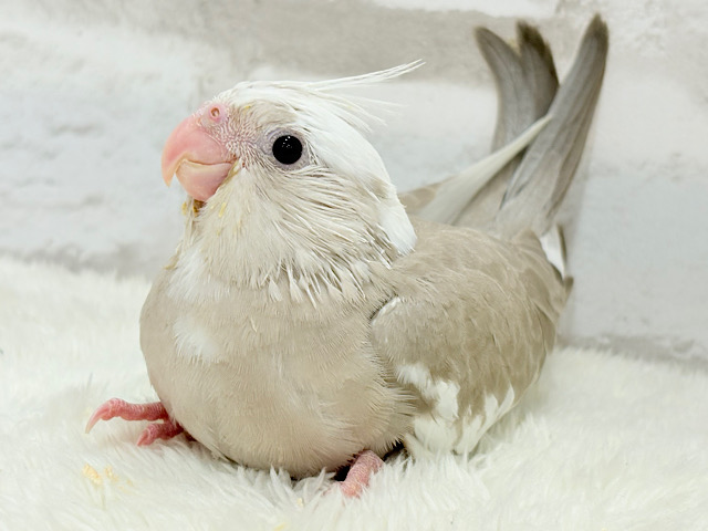優しいお顔とふんわりカラー🐣🧁🩶オカメインコ(WFシナモンパイド) ヒナ
