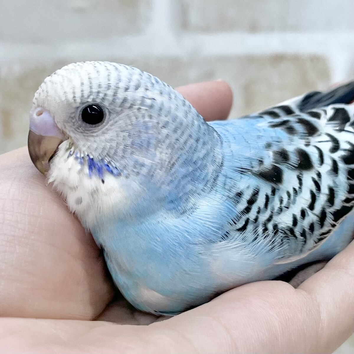 澄んだ青い空〜🩵✨☁️ セキセイインコ(オパーリン) 澄んだ青い空〜🩵✨☁️ セキセイインコ(オパーリン)