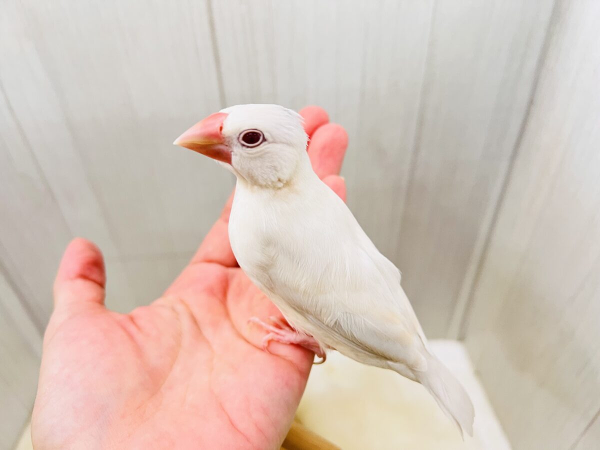 薄い銀色カラー✨🩶珍しいシルバーイノ文鳥の雛が入舎しました! シルバーイノ文鳥