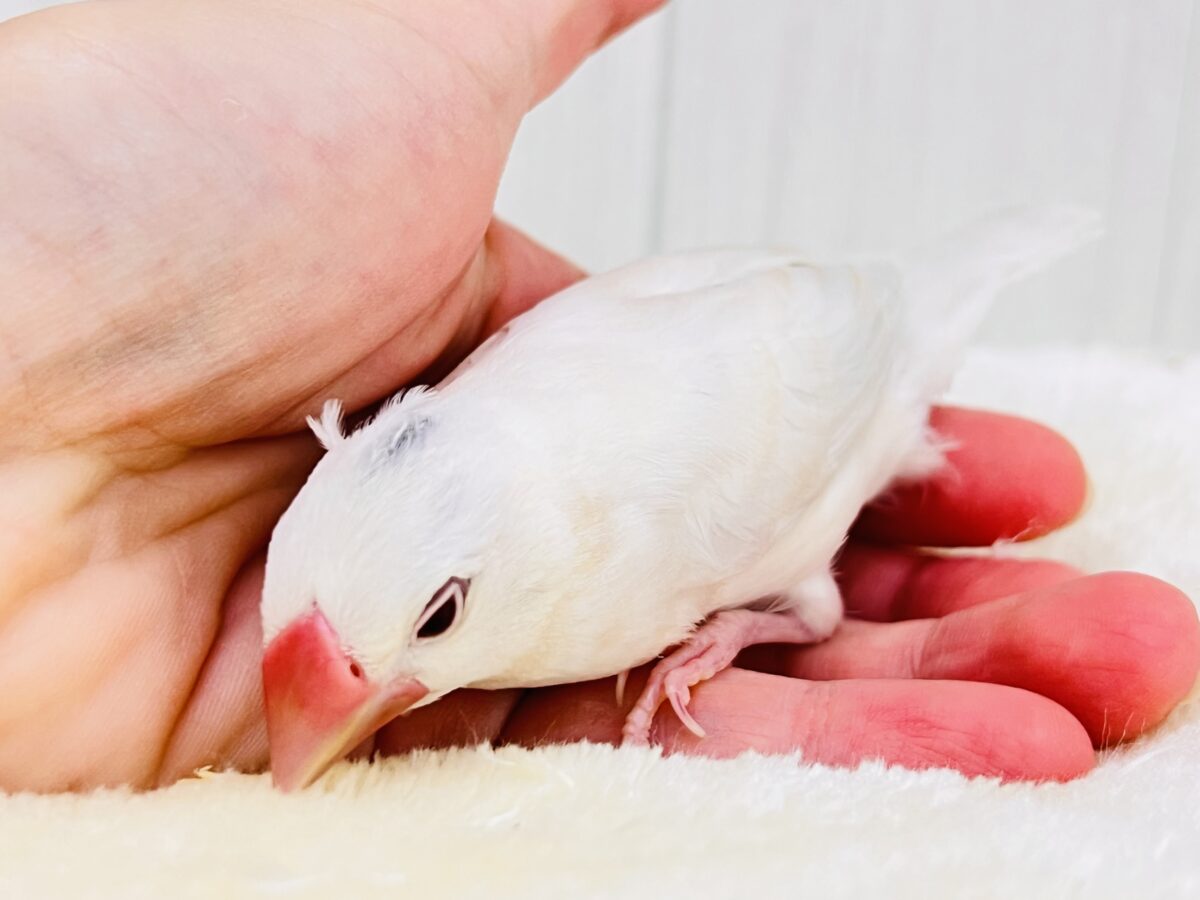 薄い銀色カラー✨🩶珍しいシルバーイノ文鳥の雛が入舎しました! シルバーイノ文鳥