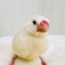 薄い銀色カラー✨🩶珍しいシルバーイノ文鳥の雛が入舎しました！
